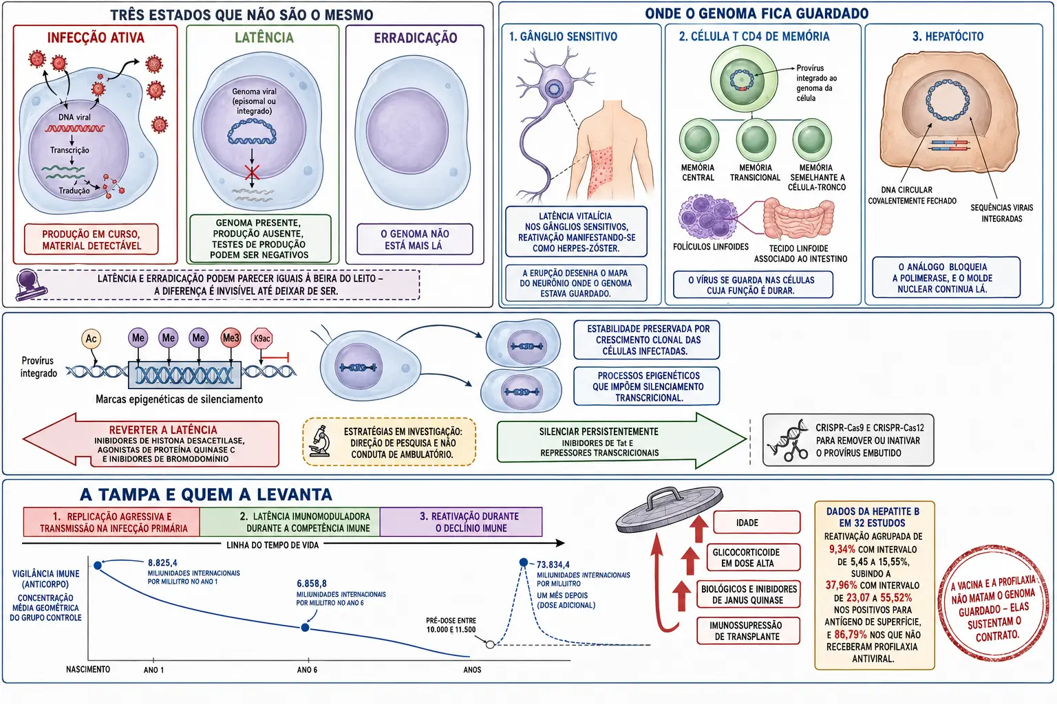 Três quadros comparando infecção ativa, latência e erradicação, endereços do genoma em gânglio sensitivo, célula de memória e núcleo do hepatócito, provírus silenciado por epigenética com estratégias opostas, e linha do tempo de vigilância caindo com dados de reativação.