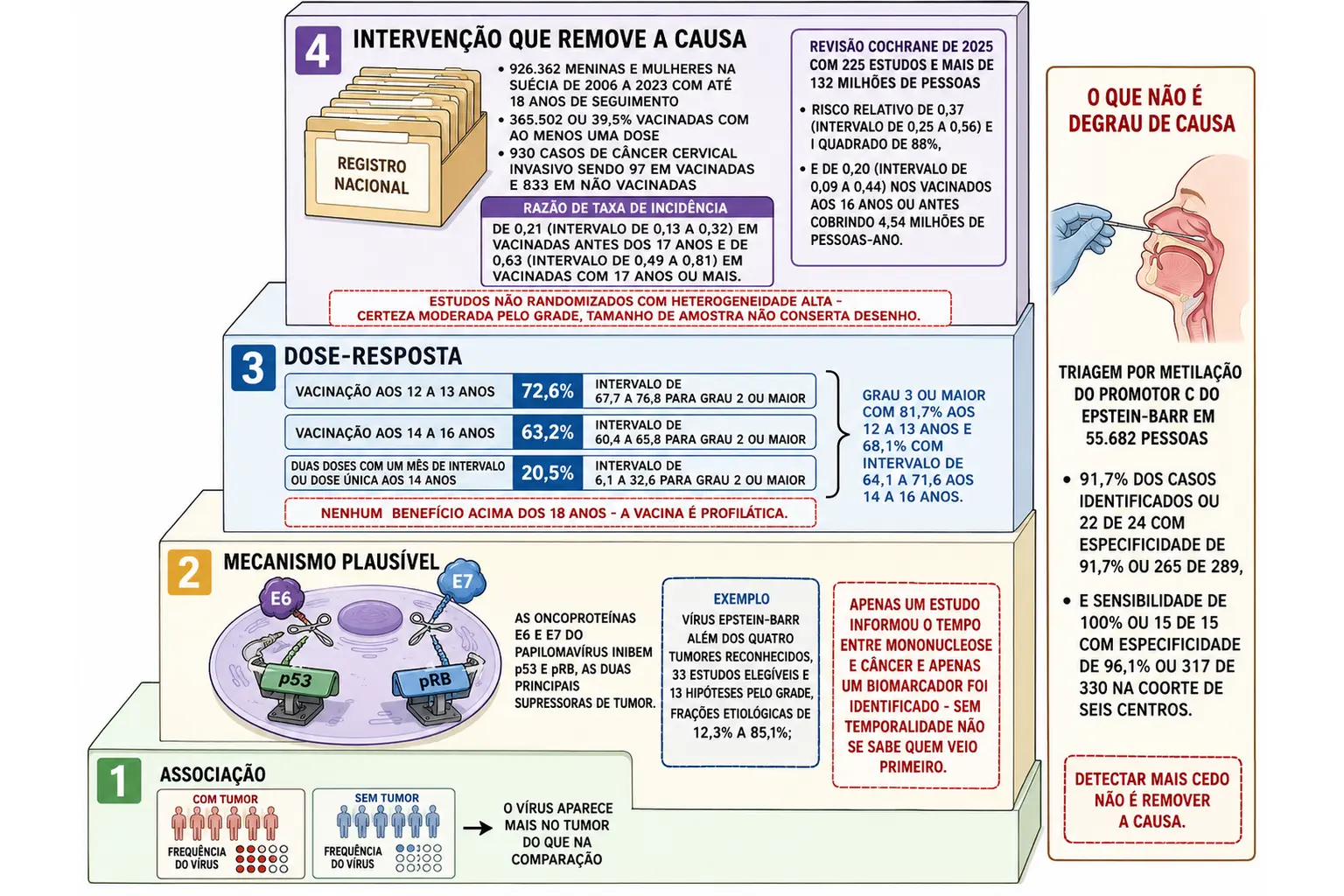 Escada de quatro degraus da prova causal, da associação com frações etiológicas do Epstein-Barr, passando pelo mecanismo de E6 e E7 cortando p53 e pRB e pelas barras de dose-resposta da vacinação escocesa, até o registro sueco e a revisão Cochrane no topo, com coluna lateral sobre rastreamento.