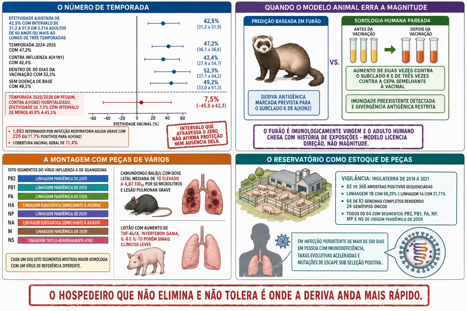 Gráfico de efetividade vacinal com intervalos e a linha do zero, comparação entre predição em furão e sorologia humana pareada, diagrama dos oito segmentos com origens diferentes ao lado dos dois modelos animais, e quadro de vigilância suína com genótipos únicos.