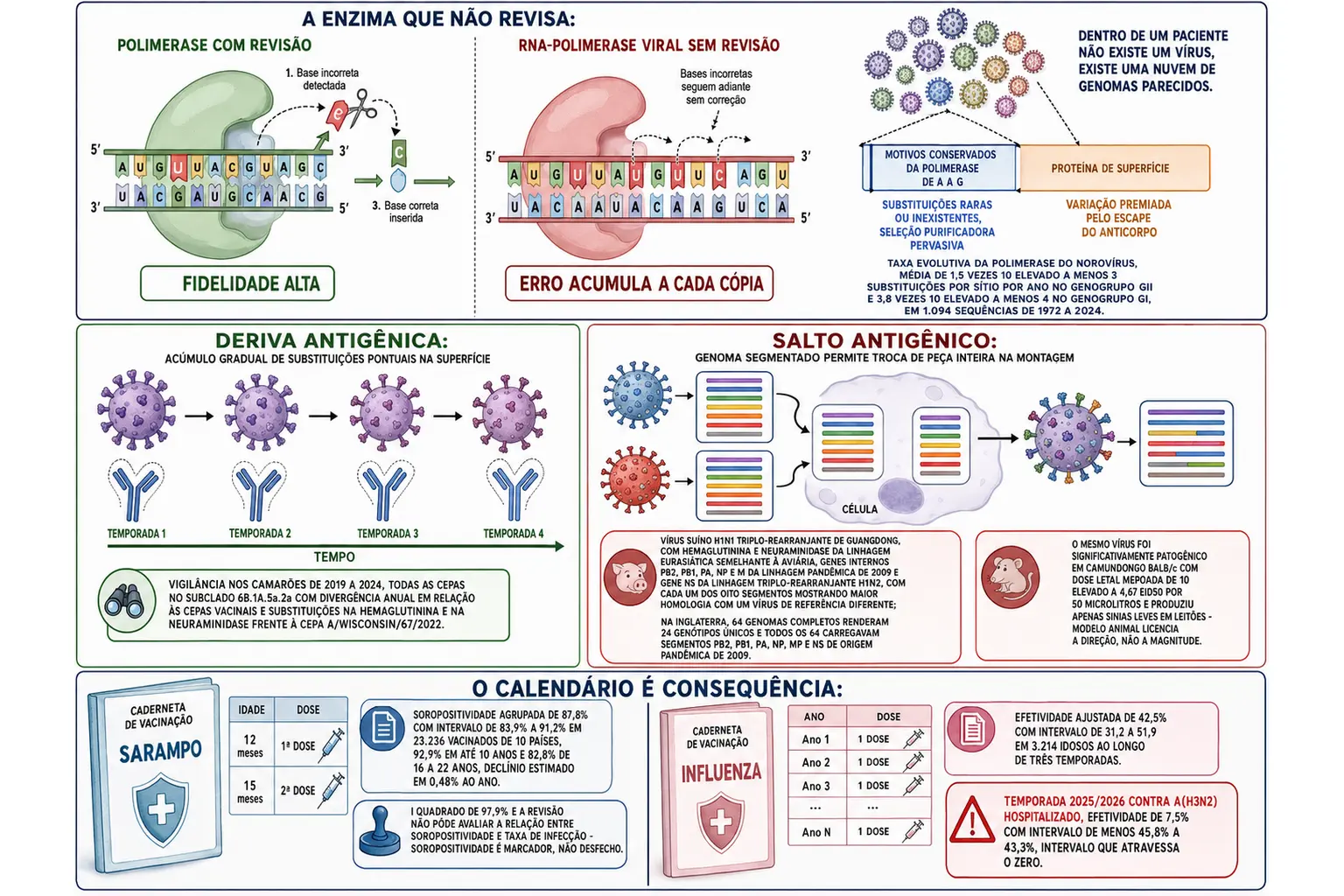 Polimerase com e sem revisão gerando nuvem de variantes, barra do genoma separando motivos conservados de superfície variável, sequência temporal da deriva antigênica ao lado do esquema de troca de segmentos no salto, e duas cadernetas de vacinação contrastando sarampo e influenza com seus números.