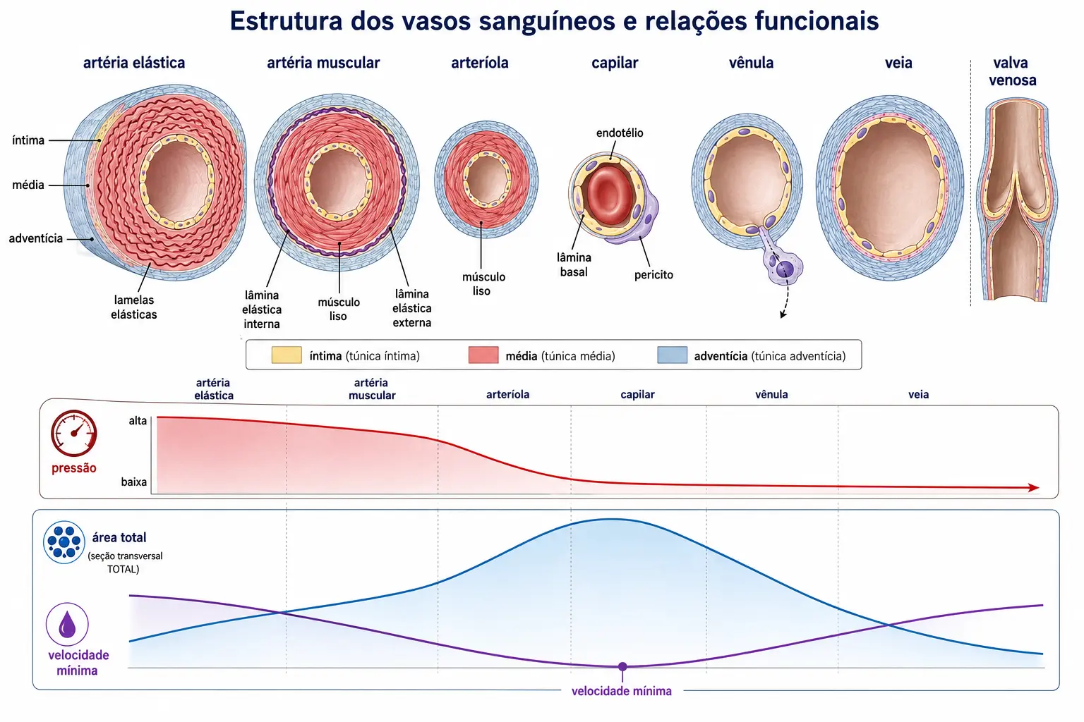 Fileira comparativa com seis vasos em corte transversal, das artérias elásticas até a veia, com as três túnicas sempre nas mesmas cores, mais as faixas de queda de pressão e de aumento da área de secção transversa total.