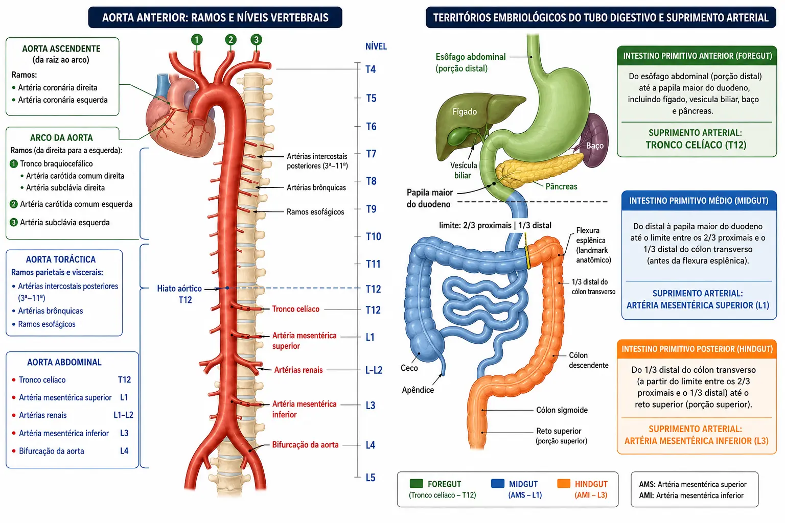 Aorta em vista anterior com os ramos rotulados nos seus níveis vertebrais, ao lado de um diagrama do tubo digestório dividido em intestino anterior, médio e posterior em três cores, com a papila maior e a flexura esplênica marcadas como pontos de transição.