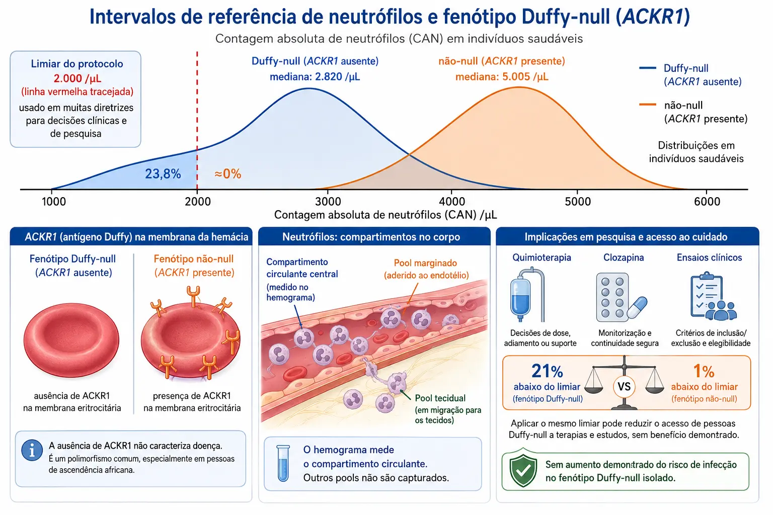Gráfico com duas distribuições de contagem de neutrófilos, Duffy-null com mediana 2.820 e não-null com mediana 5.005, cortadas por um único limiar; abaixo, o receptor ACKR1 na hemácia, os compartimentos circulante e marginado, e as consequências de acesso a tratamento.