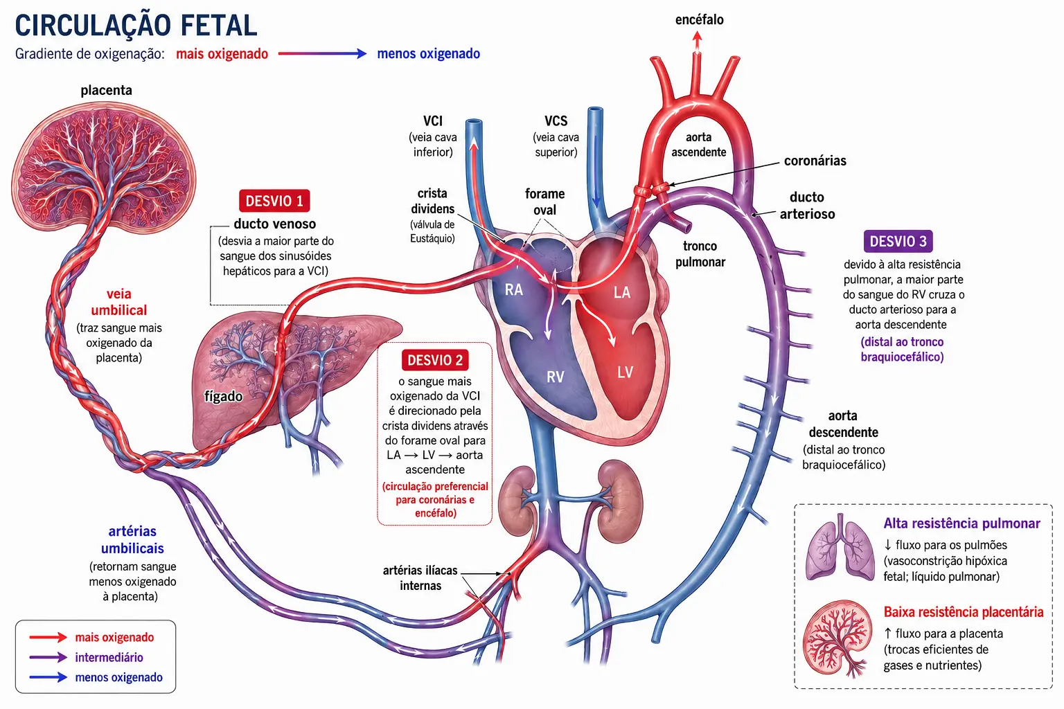 Circulação fetal completa com gradiente de cor por oxigenação, mostrando os três desvios numerados — ducto venoso, forame oval e ducto arterioso — a crista dividens separando os fluxos no átrio direito, e a desembocadura do ducto arterioso a jusante do tronco braquiocefálico.