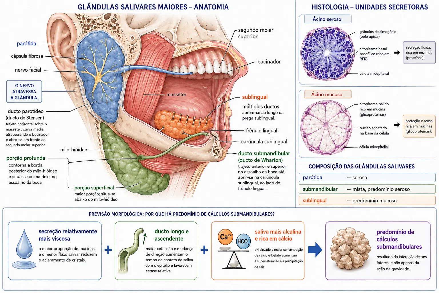 Vista lateral com parótida atravessada pelo nervo facial e seu ducto até o segundo molar, submandibular com ducto longo e ascendente até a carúncula sublingual, e sublingual com múltiplos ductos, acompanhada de ácinos seroso e mucoso e dos três fatores que explicam a predominância dos cálculos submandibulares.