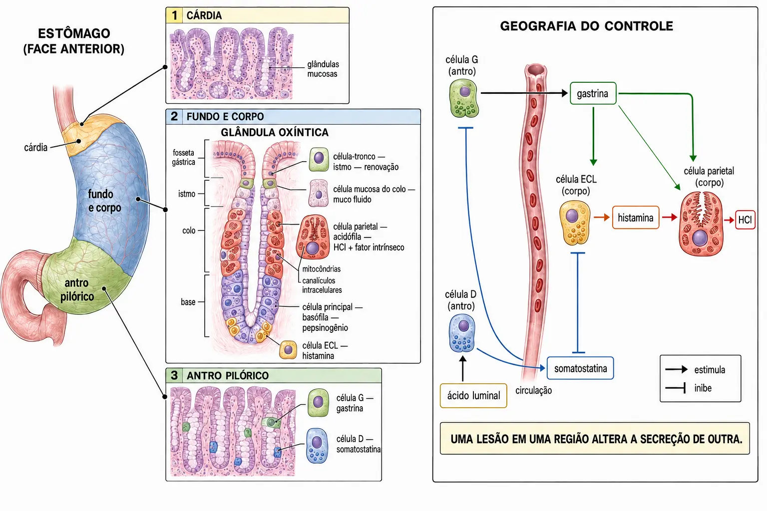 Estômago dividido em cárdia, corpo e antro com cortes histológicos de cada região, detalhando os cinco tipos celulares da glândula oxíntica e as células G e D do antro, ao lado de um diagrama de circuito mostrando que a gastrina é produzida no antro e age no corpo.