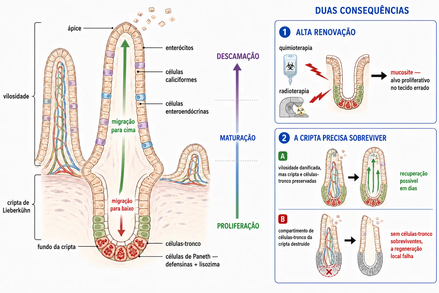 Vilosidade e cripta de Lieberkühn com setas de migração ascendente das células que maduram e descamam no ápice, células-tronco no fundo e células de Paneth migrando para baixo, e faixa lateral com a mucosite e a distinção entre perder o vilo e perder a cripta.