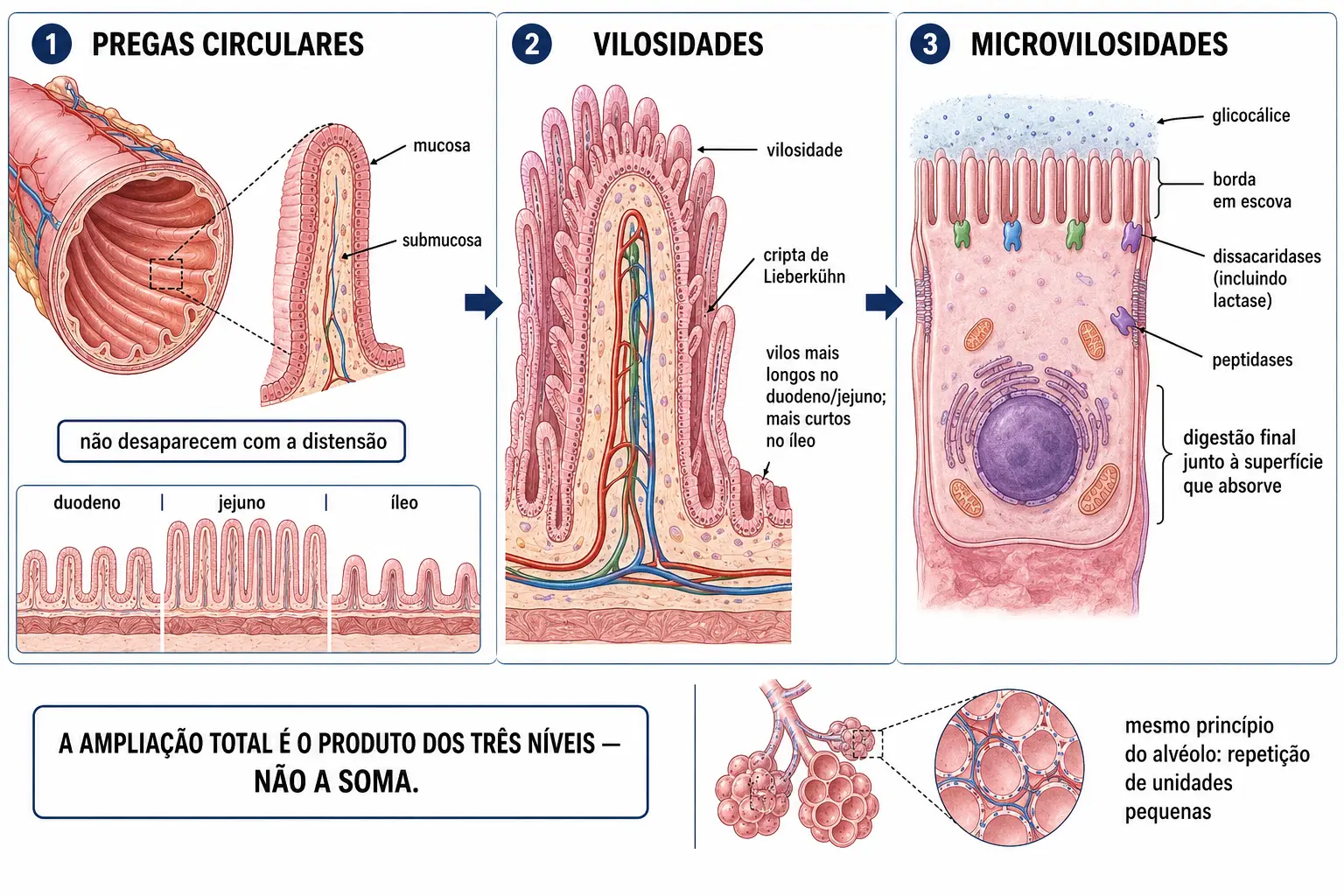 Três ampliações sucessivas mostrando as pregas circulares contendo mucosa e submucosa, as vilosidades cobrindo as pregas com as criptas entre suas bases, e o enterócito com microvilosidades, glicocálice e enzimas ancoradas na membrana.