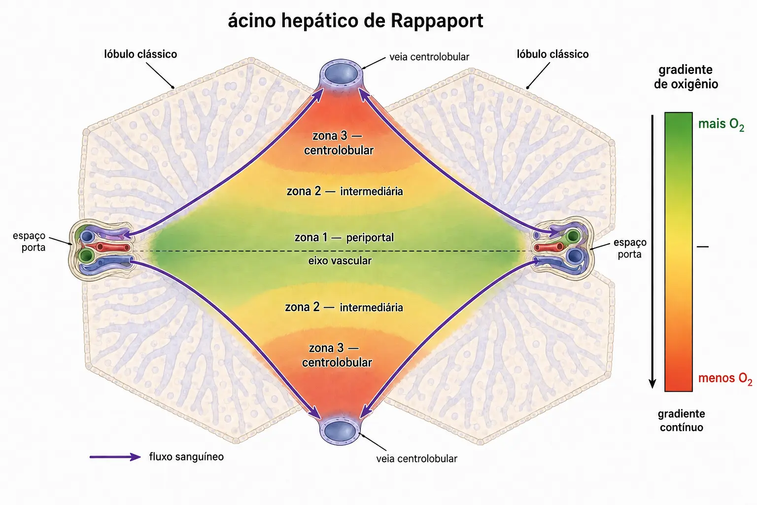 Ácino hepático com eixo vascular entre dois espaços porta e três zonas em gradiente até as veias centrolobulares, com barra indicando queda de oxigênio.