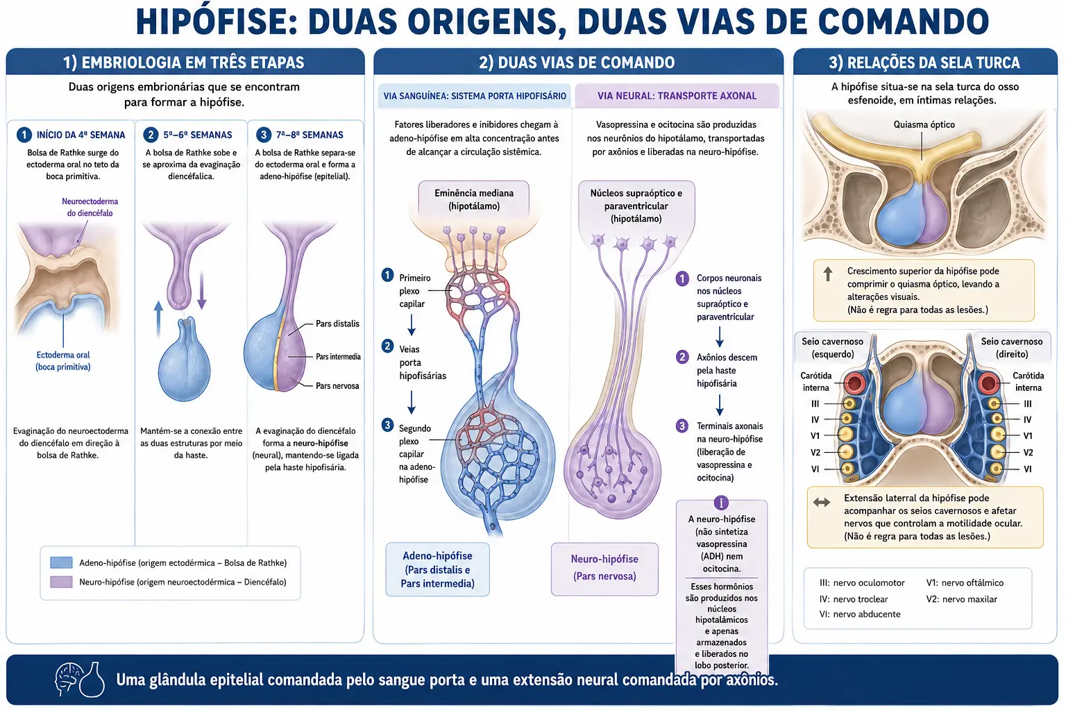 Sequência embriológica mostrando a bolsa de Rathke subindo do teto da boca e a evaginação diencefálica descendo, esquema comparando o sistema porta hipofisário com o transporte axonal, e corte da sela turca com quiasma acima e seios cavernosos ao lado.