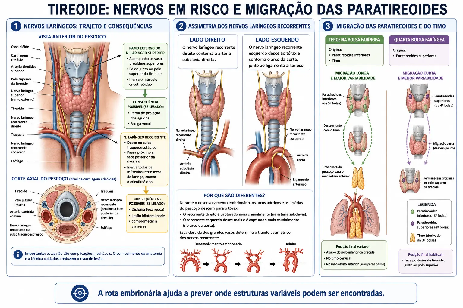 Corte do pescoço com o nervo laríngeo recorrente no sulco traqueoesofágico e o ramo externo do laríngeo superior no polo superior, esquema do trajeto assimétrico dos recorrentes, e dois quadros mostrando as paratireoides da terceira bolsa descendo com o timo e cruzando as da quarta.