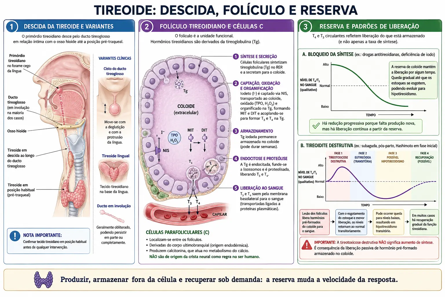 Corte sagital mostrando a descida da tireoide desde o forame cego pelo ducto tireoglosso, com cisto de linha média e tireoide lingual, folículo com colóide extracelular e o ciclo de iodação e reabsorção, e gráficos comparando bloqueio de síntese com destruição folicular.