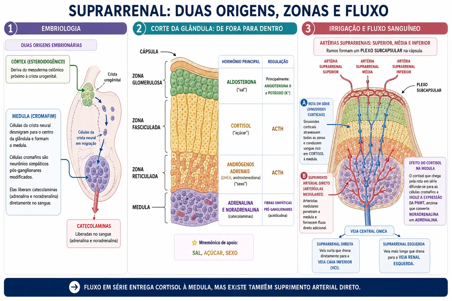 Dois quadros mostrando a origem mesodérmica do córtex e a origem na crista neural da medula, corte com as três zonas corticais e seus reguladores, e esquema da irrigação em série do córtex para a medula com a drenagem venosa assimétrica.