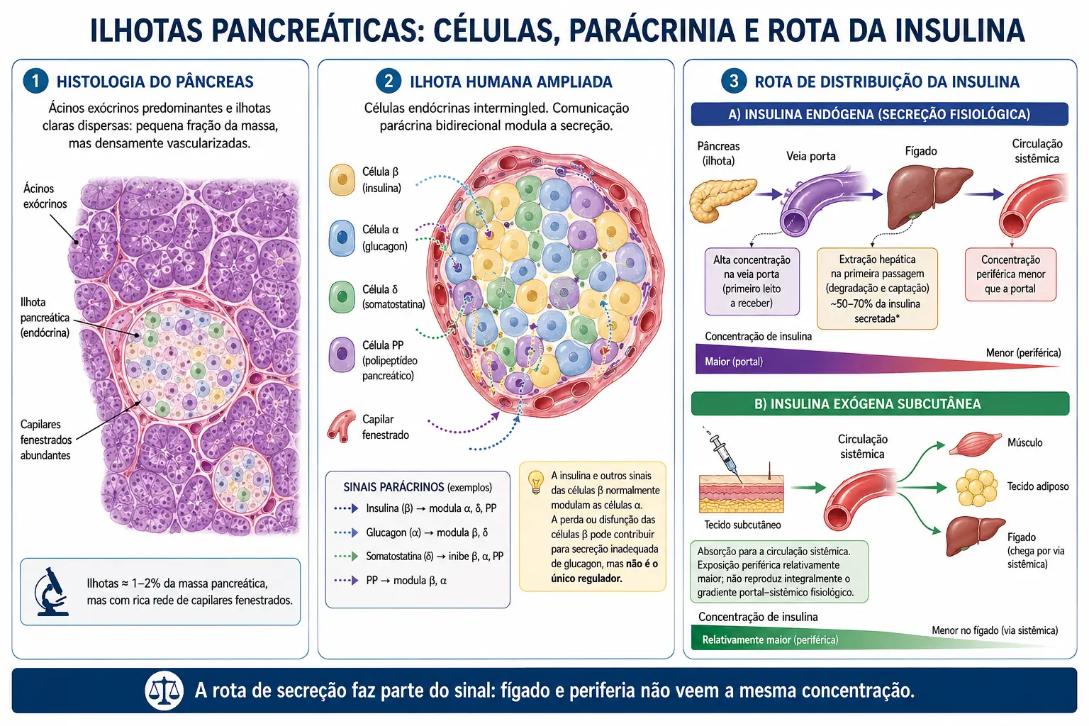 Corte do pâncreas com ilhotas dispersas, ilhota ampliada mostrando o sangue passando primeiro pelas células beta e depois pelas alfa, e comparação entre a insulina secretada que atravessa o fígado primeiro e a insulina injetada que chega igual a todos os tecidos.