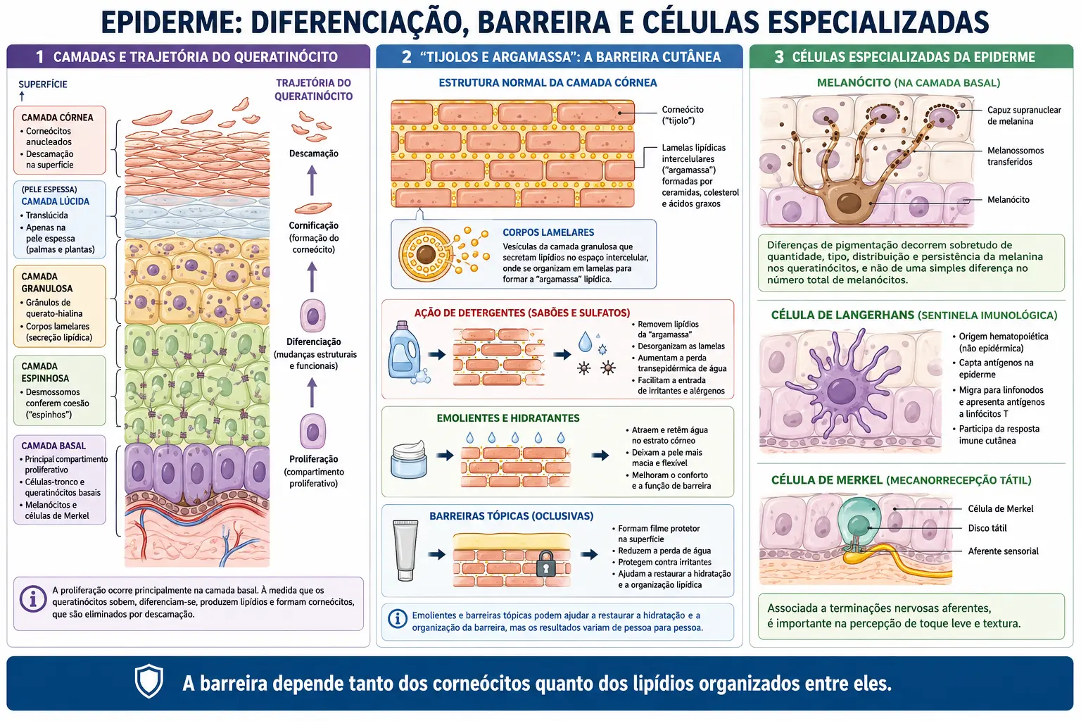 Corte da epiderme com as quatro camadas e a trajetória da célula subindo, quadro ampliado mostrando corneócitos como tijolos e lipídios como argamassa com os efeitos de detergente e emoliente, e blocos com melanócito, célula de Langerhans e célula de Merkel.