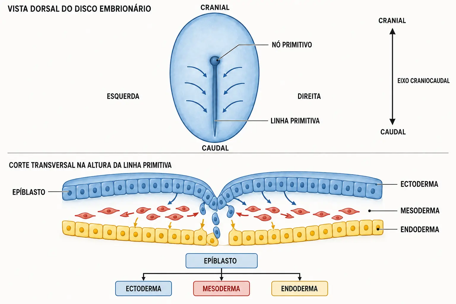 Vista dorsal com linha primitiva e nó primitivo, e corte transversal mostrando células do epiblasto migrando e originando ectoderma, mesoderma e endoderma.
