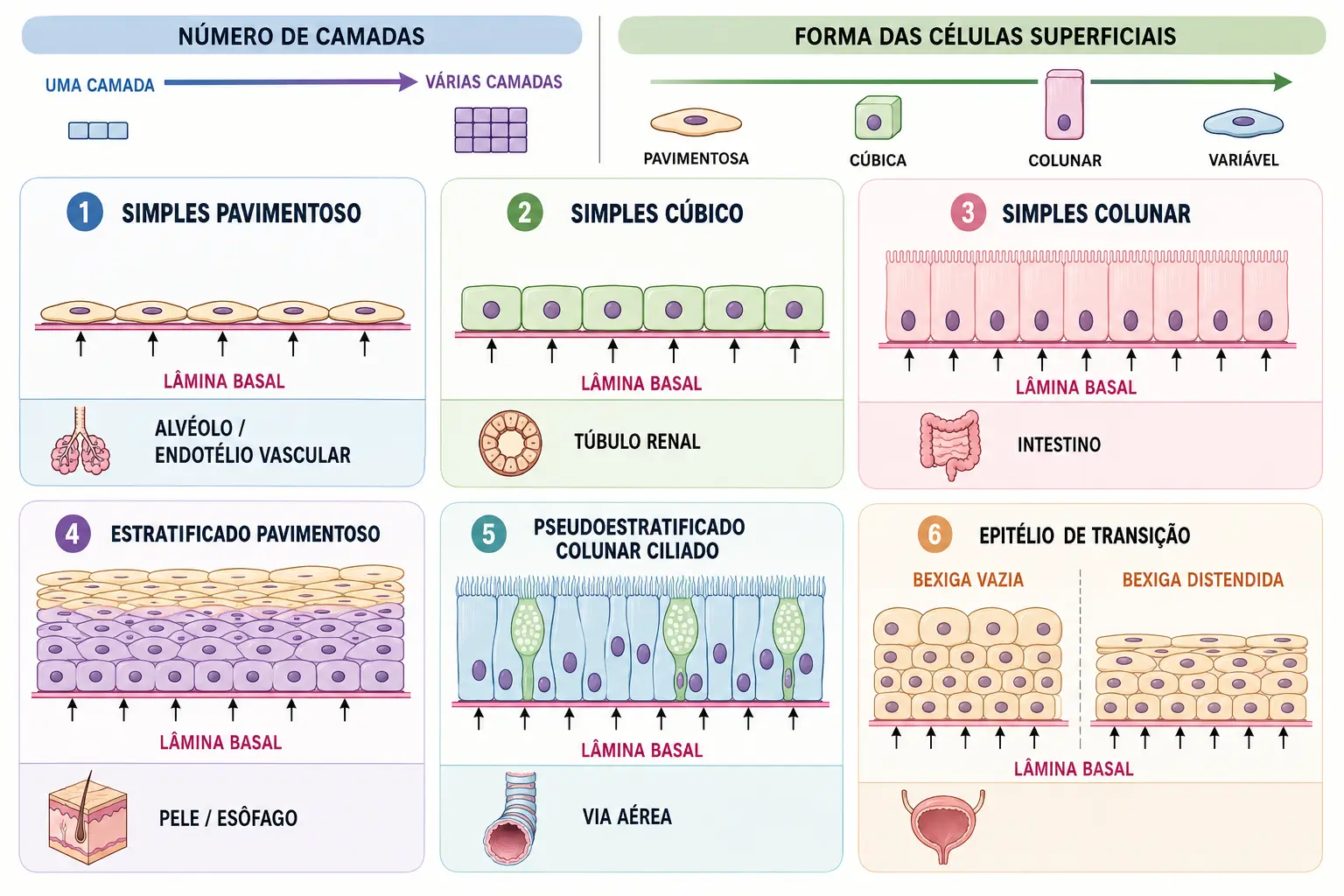 Grade de classificação epitelial cruzando número de camadas com forma celular, com exemplos de localização e destaque para o contato de todas as células com a lâmina basal no pseudoestratificado.