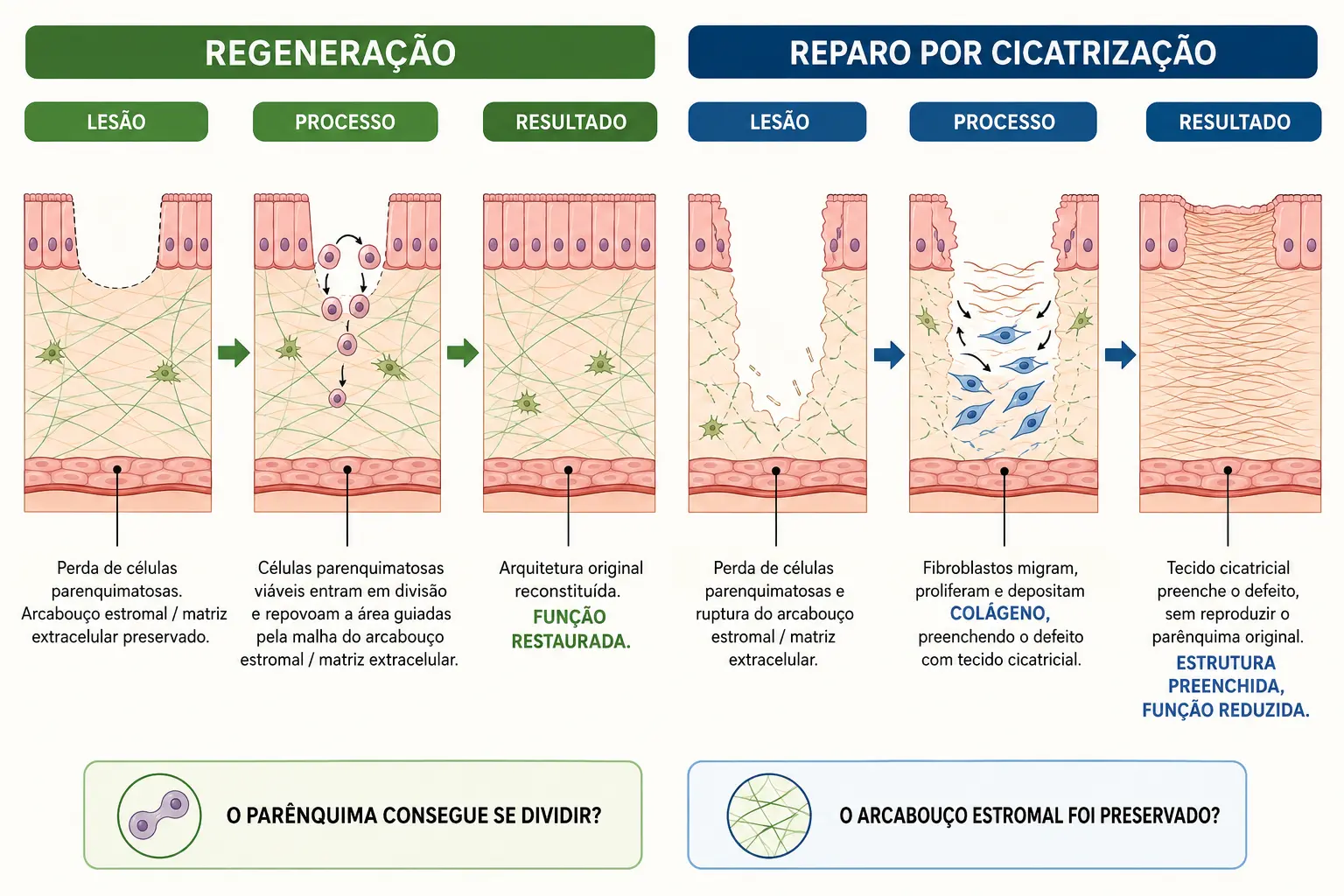 Painel duplo comparando regeneração com arcabouço preservado e função restaurada, e reparo com arcabouço destruído, deposição de colágeno e função perdida.