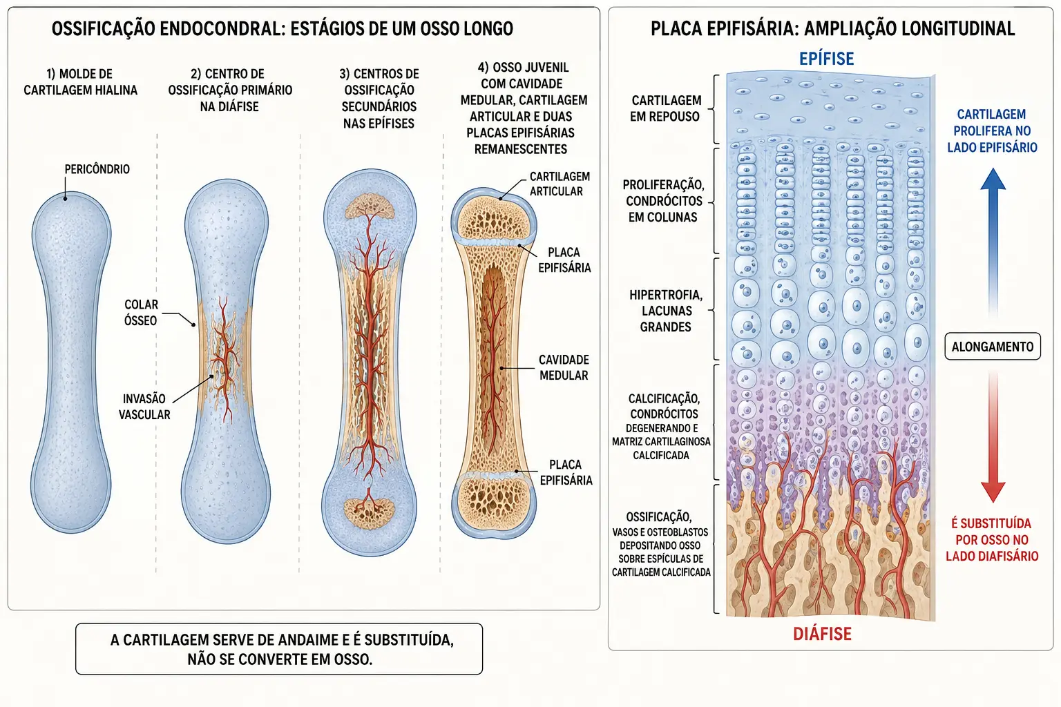 Sequência da ossificação endocondral de um osso longo e ampliação da placa epifisária com suas zonas, mostrando proliferação de um lado e substituição por osso do outro.