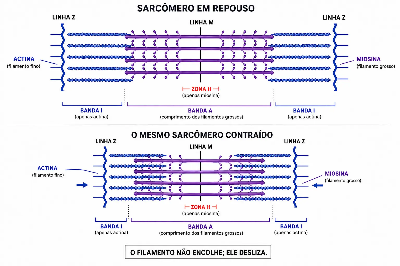 Sarcômero em repouso e contraído entre duas linhas Z, mostrando bandas A e I, zona H e linha M, com filamentos deslizando sem mudar de comprimento.