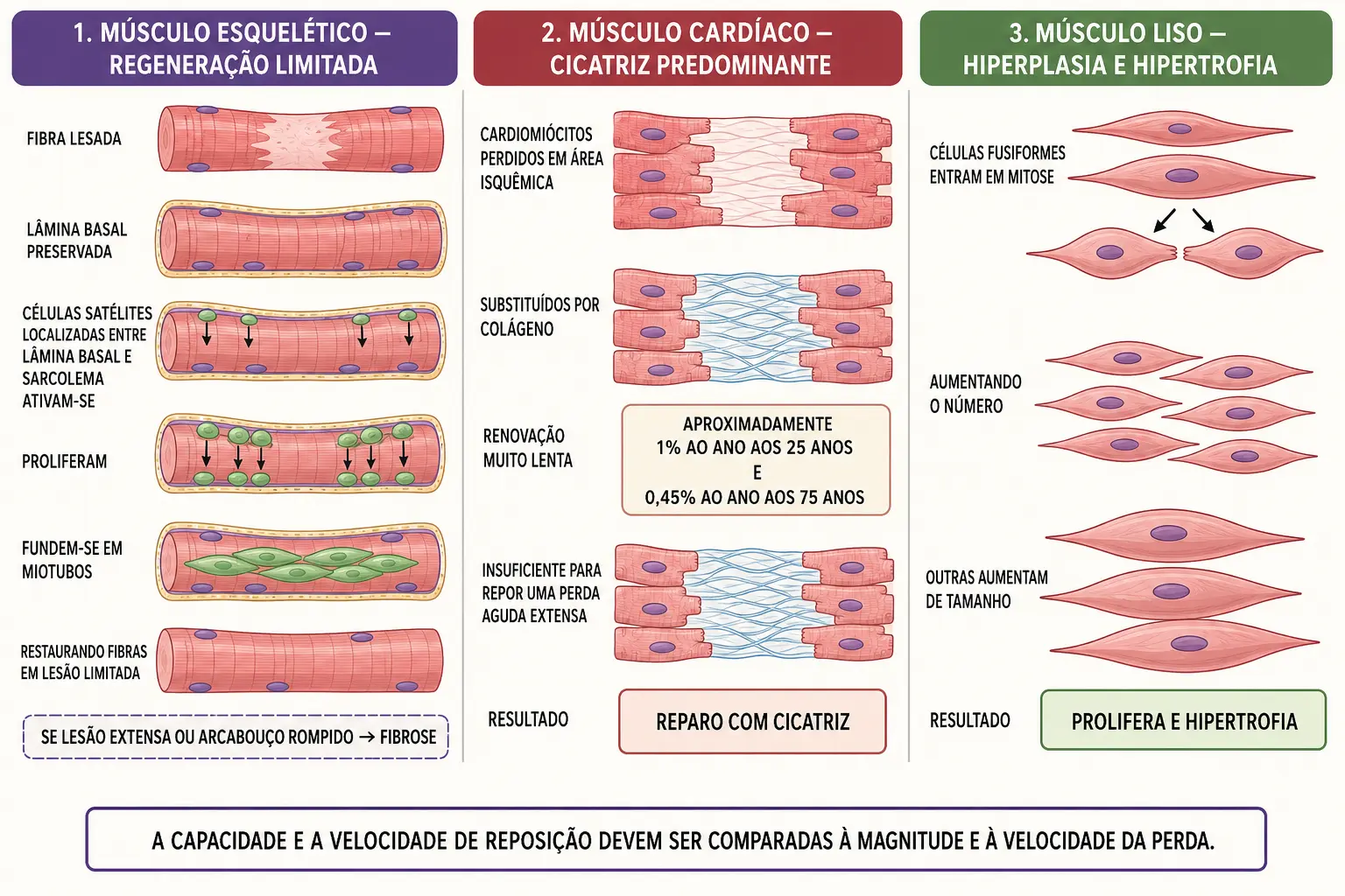 Três painéis mostrando músculo esquelético regenerando por células satélites, miocárdio substituído por cicatriz apesar de renovação lenta, e músculo liso proliferando.