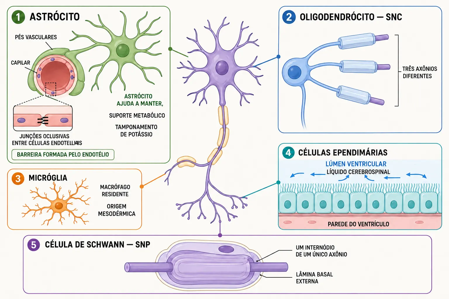 Neurônio cercado por astrócito com pés vasculares, oligodendrócito mielinizando vários axônios, micróglia e célula ependimária, com quadro à parte da célula de Schwann envolvendo um único axônio.