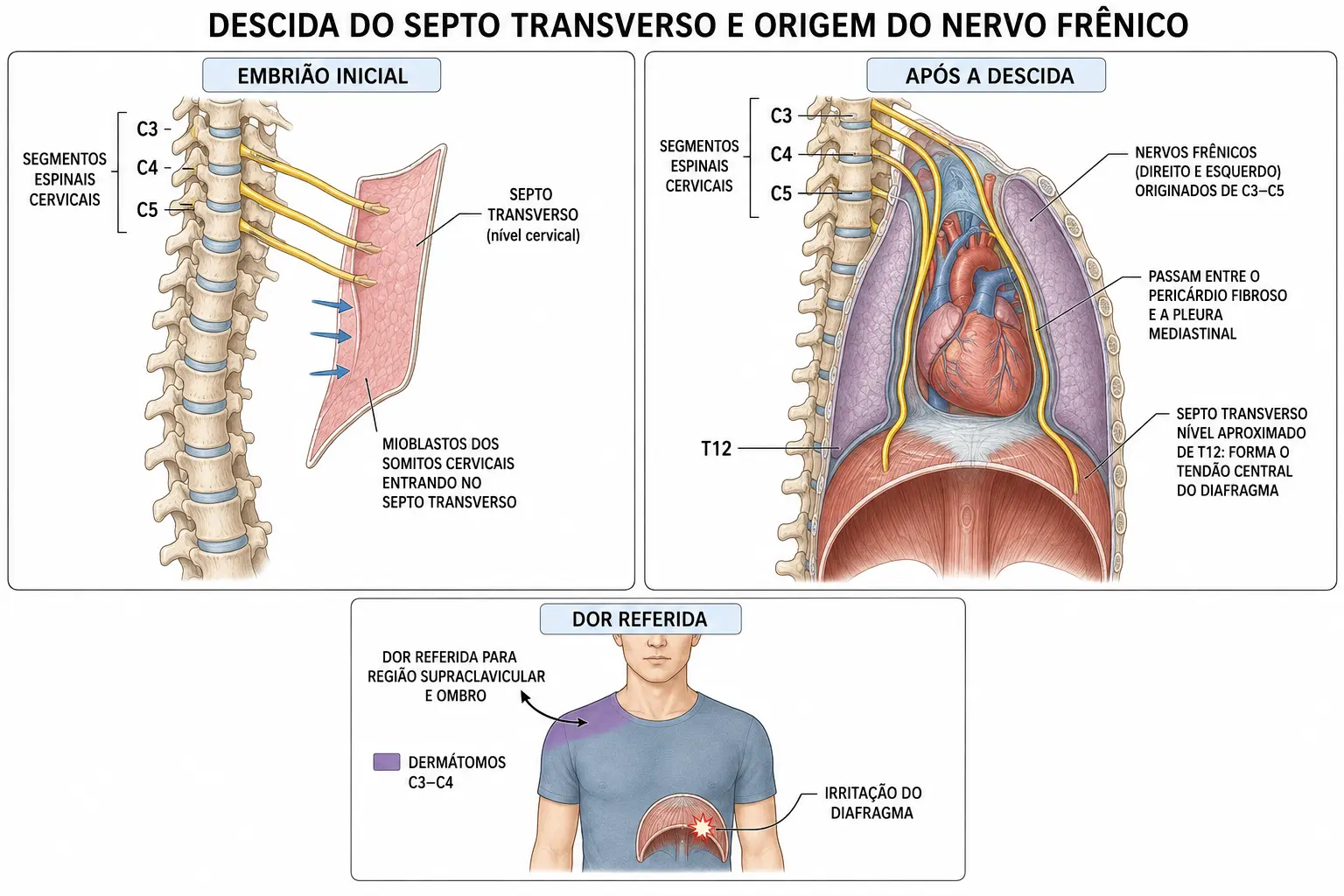 Painel duplo mostrando o septo transverso em nível cervical inervado por C3-C4-C5 e, depois da descida, na altura de T12 como centro tendíneo do diafragma, com os nervos frênicos alongados e um quadro da dor referida ao ombro.