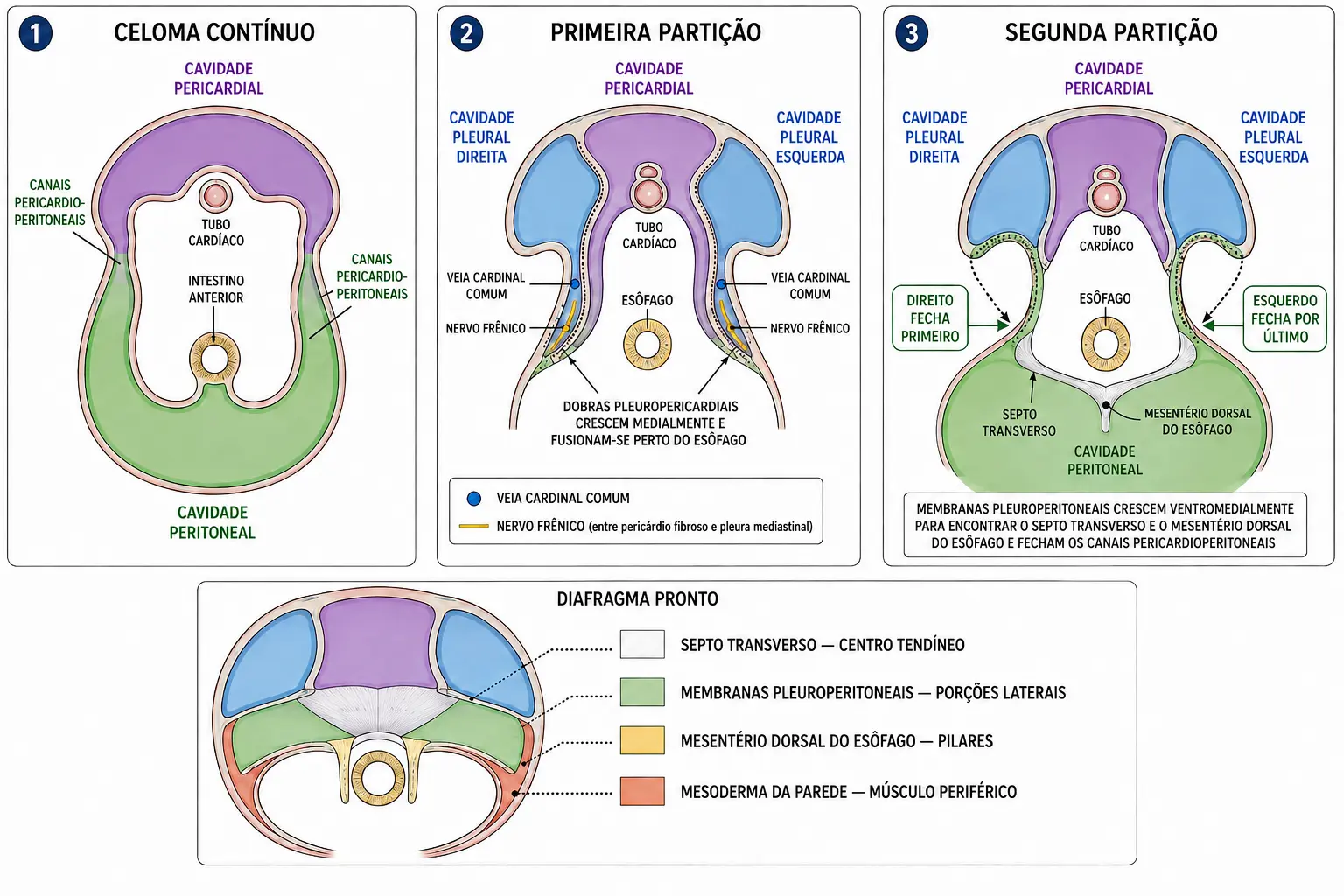 Três painéis mostrando o celoma contínuo com os canais pericardioperitoneais, a partição pelas pregas pleuropericárdicas e depois pelas membranas pleuroperitoneais, com um quadro do diafragma pronto e suas quatro origens.