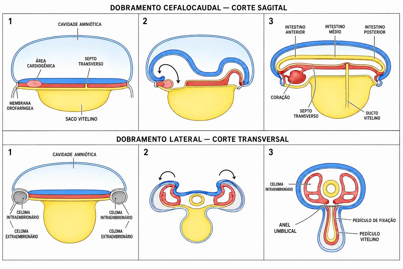Grade de seis painéis mostrando o dobramento cefalocaudal em corte sagital e o dobramento lateral em corte transversal, do disco trilaminar plano ao cilindro com tubo intestinal, parede ventral fechada e cordão umbilical.