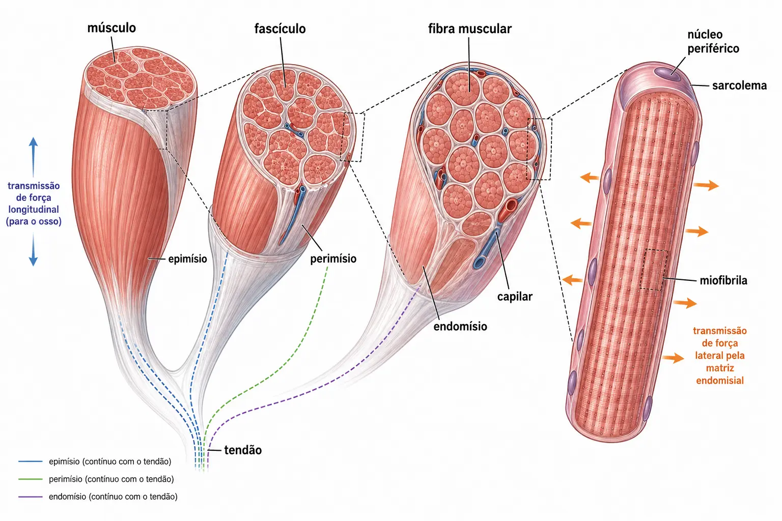 Ampliações sucessivas do músculo mostrando epimísio, perimísio e endomísio contínuos entre si e convergindo no tendão, com setas de transmissão lateral de força.