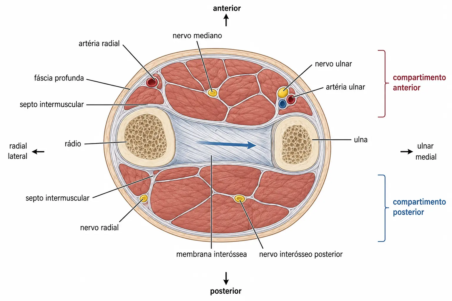 Corte transversal do antebraço com rádio, ulna e membrana interóssea oblíqua, compartimento anterior com mediano e ulnar e compartimento posterior com radial, delimitados por fáscia pouco distensível.