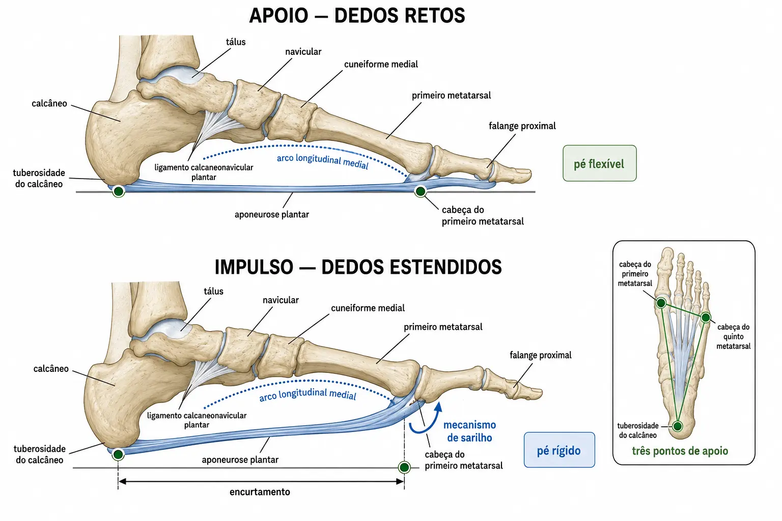 Dois cortes sagitais do pé: com os dedos retos a aponeurose plantar está relaxada e o arco mais baixo; com os dedos estendidos ela se enrola sobre a cabeça do metatarsal, encurta, eleva o arco e enrijece o pé.
