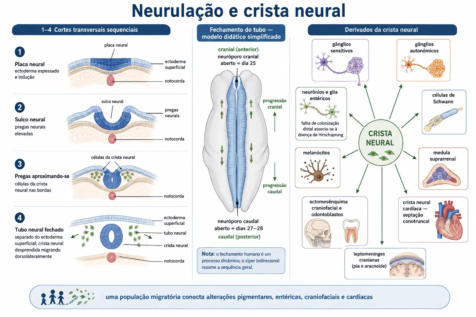 Quatro cortes transversais da neurulação da placa ao tubo fechado com a crista neural desprendendo-se, vista dorsal com a fusão avançando do meio para os neuroporos anterior e posterior com suas datas, e diagrama radial dos derivados da crista neural.