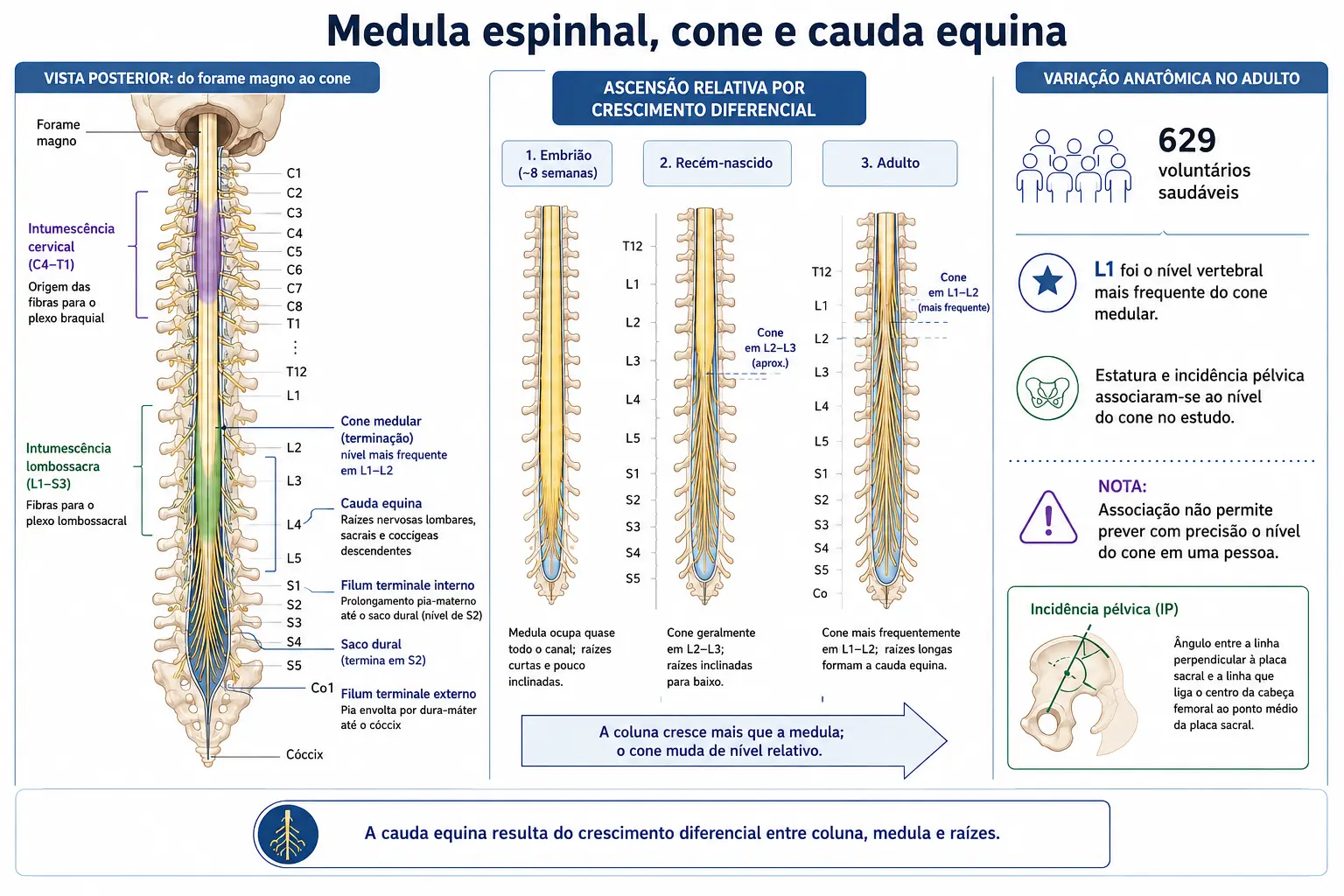 Vista posterior da medula com as intumescências cervical e lombossacra e a cauda equina abaixo do cone, três estágios mostrando a coluna crescendo mais que a medula desde o embrião até o adulto, e bloco indicando que o nível do cone depende de estatura e incidência pélvica.