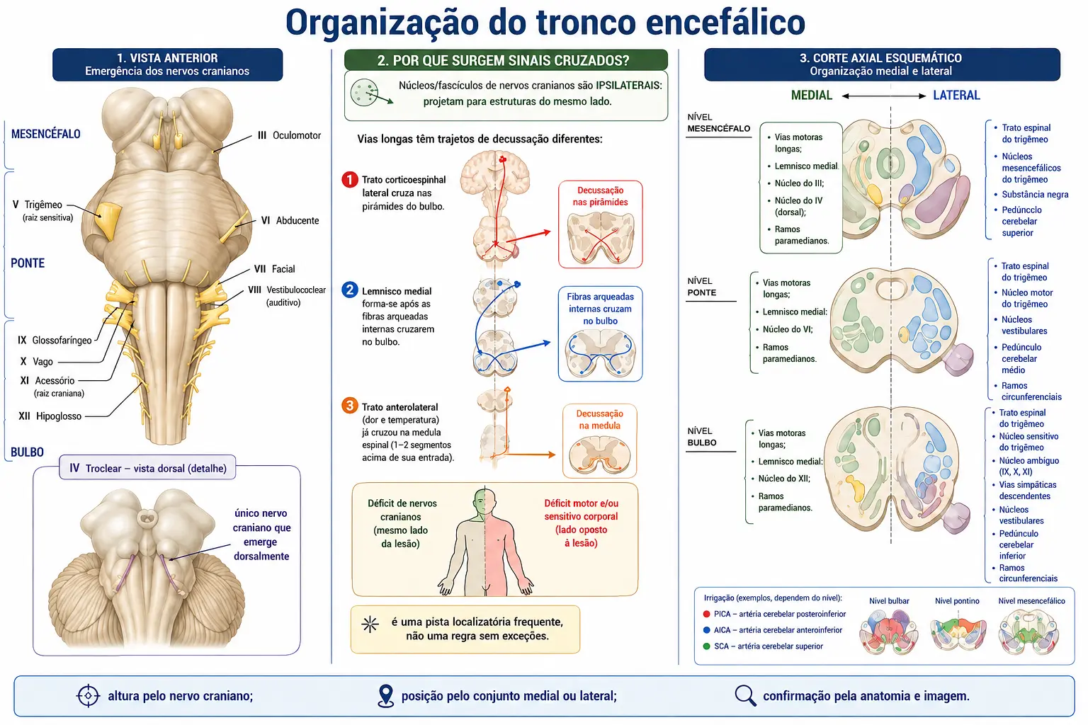 Vista anterior do tronco encefálico com os três andares e os nervos cranianos, diagrama mostrando que o núcleo craniano age do próprio lado enquanto as vias longas cruzam em outro nível, e corte transversal dividido em território medial e lateral com suas estruturas e artérias.