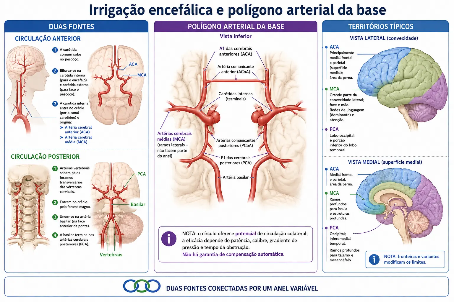 Esquema das carótidas internas e vertebrais formando as circulações anterior e posterior, polígono arterial da base visto de baixo com todas as artérias rotuladas, e territórios das cerebrais anterior, média e posterior nas vistas lateral e medial do hemisfério.