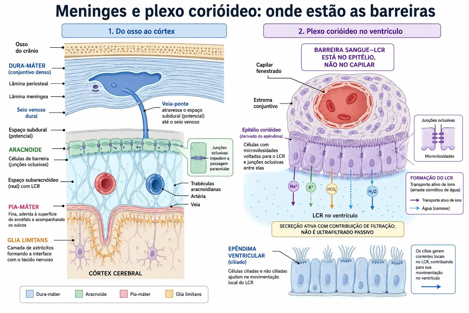 Corte das três meninges com seio venoso, veia-ponte e barreira aracnóidea, ao lado do plexo corióideo em camadas com capilar fenestrado e epitélio com junções oclusivas.