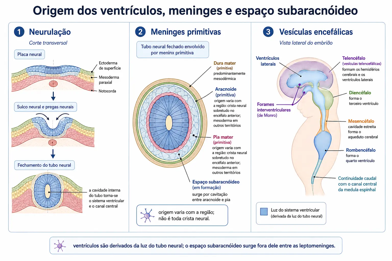 Três momentos embrionários: placa neural se dobrando com luz destacada, meninges surgindo do mesênquima com o espaço subaracnóideo, e a luz dilatando-se nos ventrículos.