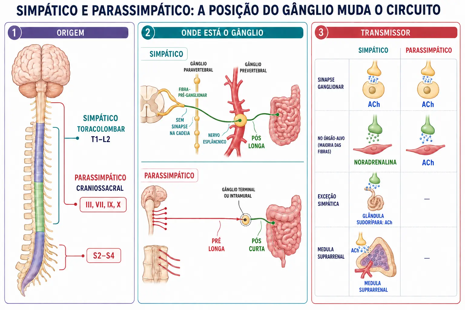 Comparação entre origem, posição dos gânglios, comprimento das fibras e neurotransmissores dos sistemas simpático e parassimpático.
