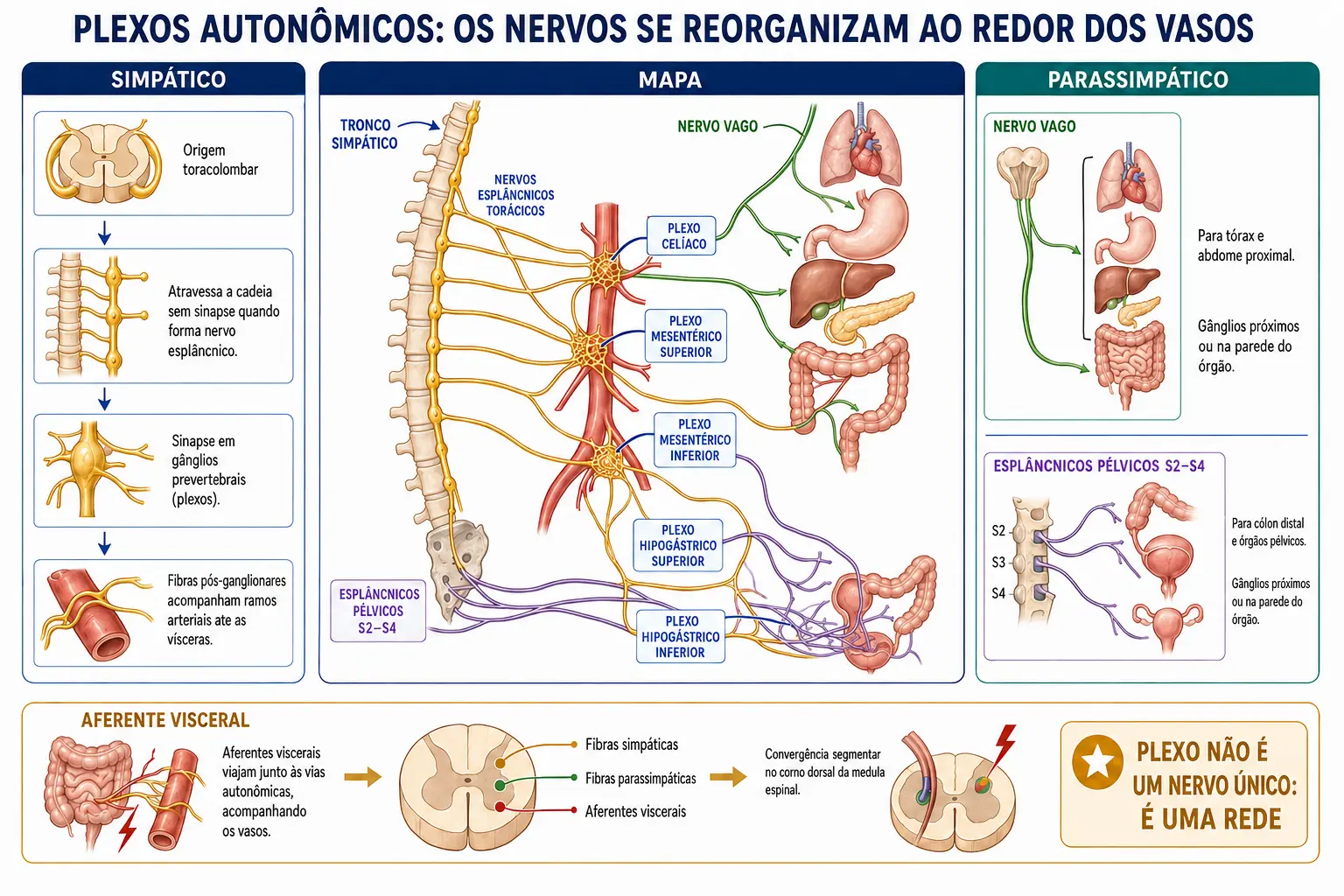 Mapa dos plexos autonômicos celíaco, mesentéricos e hipogástricos, com vias simpáticas, vago, esplâncnicos pélvicos S2-S4 e aferência visceral.