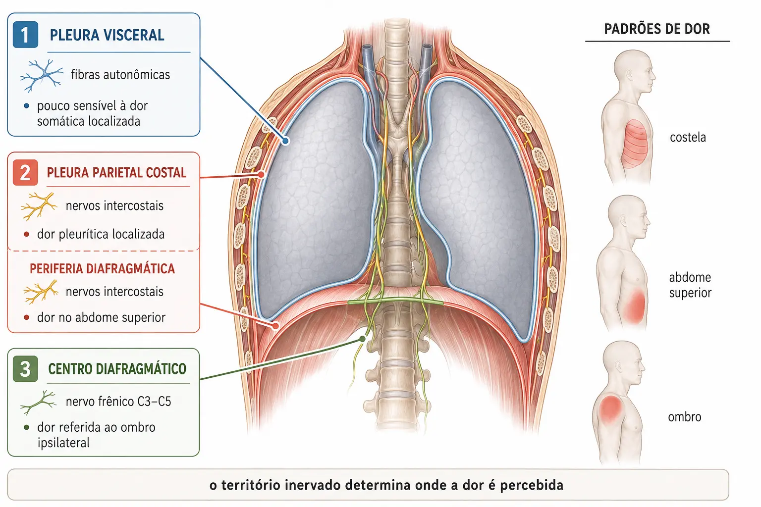 Mapa dos territórios pleurais com a folha visceral insensível e a parietal dividida entre nervos intercostais, frênico ao ombro e intercostais baixos ao abdome superior.