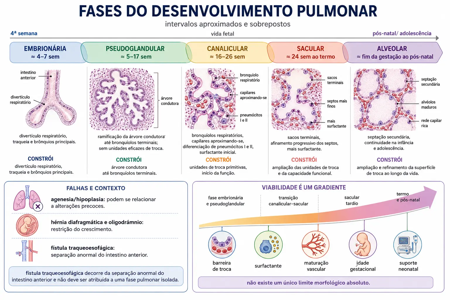 Linha do tempo das cinco fases do desenvolvimento pulmonar com histologia esquemática de cada uma, o que cada fase constrói e o que falha nela, e a fase canalicular marcada como início progressivo da barreira de troca e a viabilidade apresentada como gradiente, sem corte anatômico único.