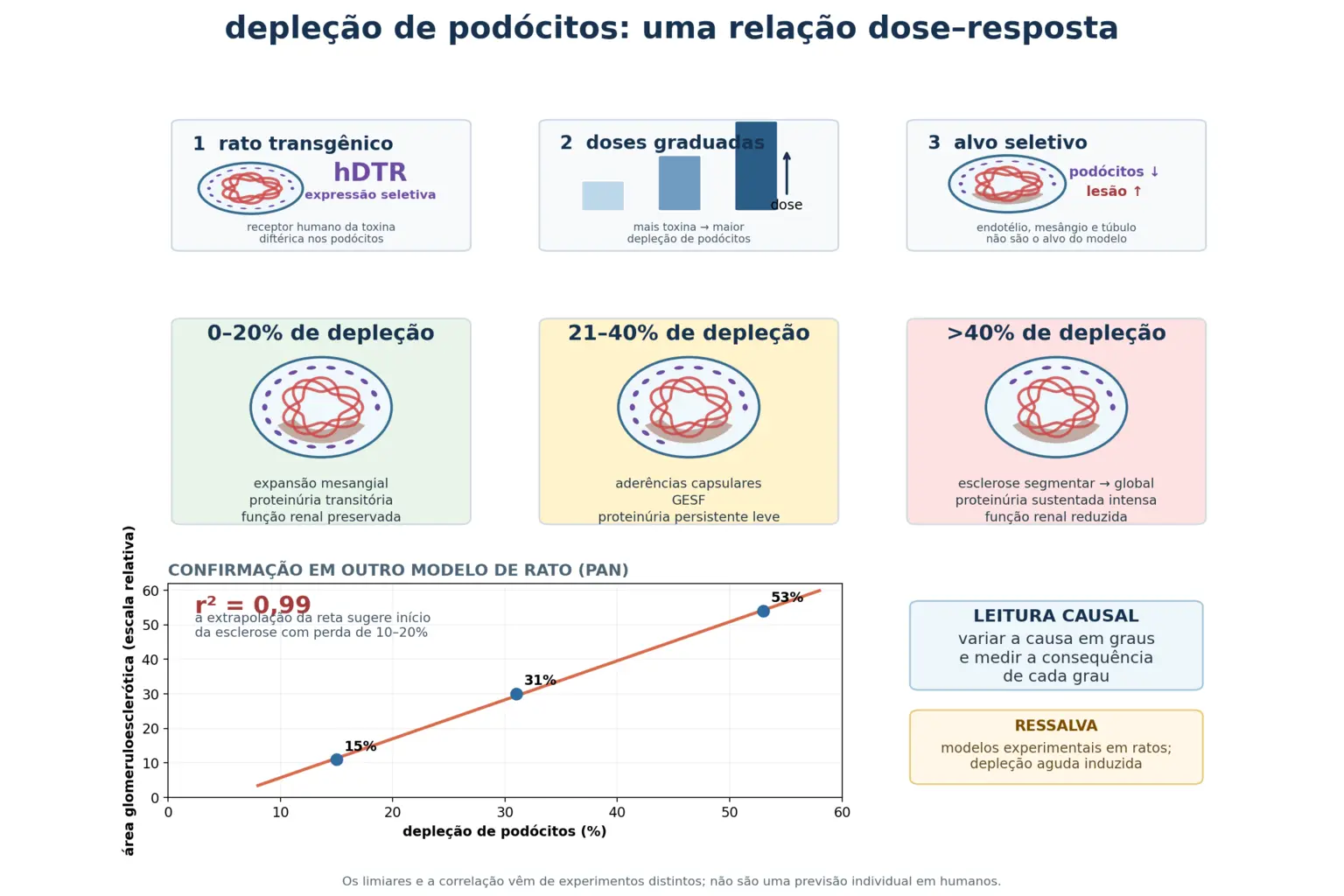 Infográfico com o desenho do experimento de depleção seletiva de podócitos por toxina diftérica, a escala de três estágios de lesão conforme o percentual de depleção, e o gráfico de dispersão com correlação de 0,99 entre depleção e área esclerótica.