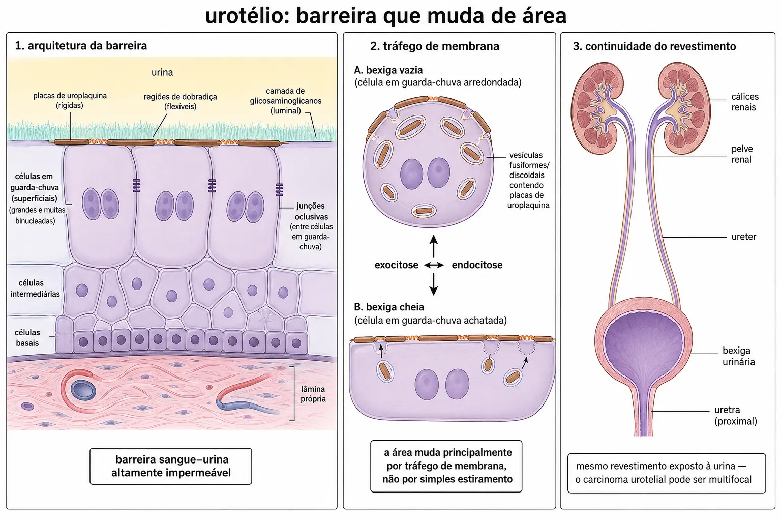 Corte do urotélio com células em guarda-chuva cobrindo várias células abaixo, membrana apical com placas de uroplaquina, junções oclusivas e camada de glicosaminoglicanos, painel duplo mostrando as vesículas fusiformes internalizadas com bexiga vazia e reinseridas com bexiga cheia, e o trato urinário com o urotélio contínuo destacado.