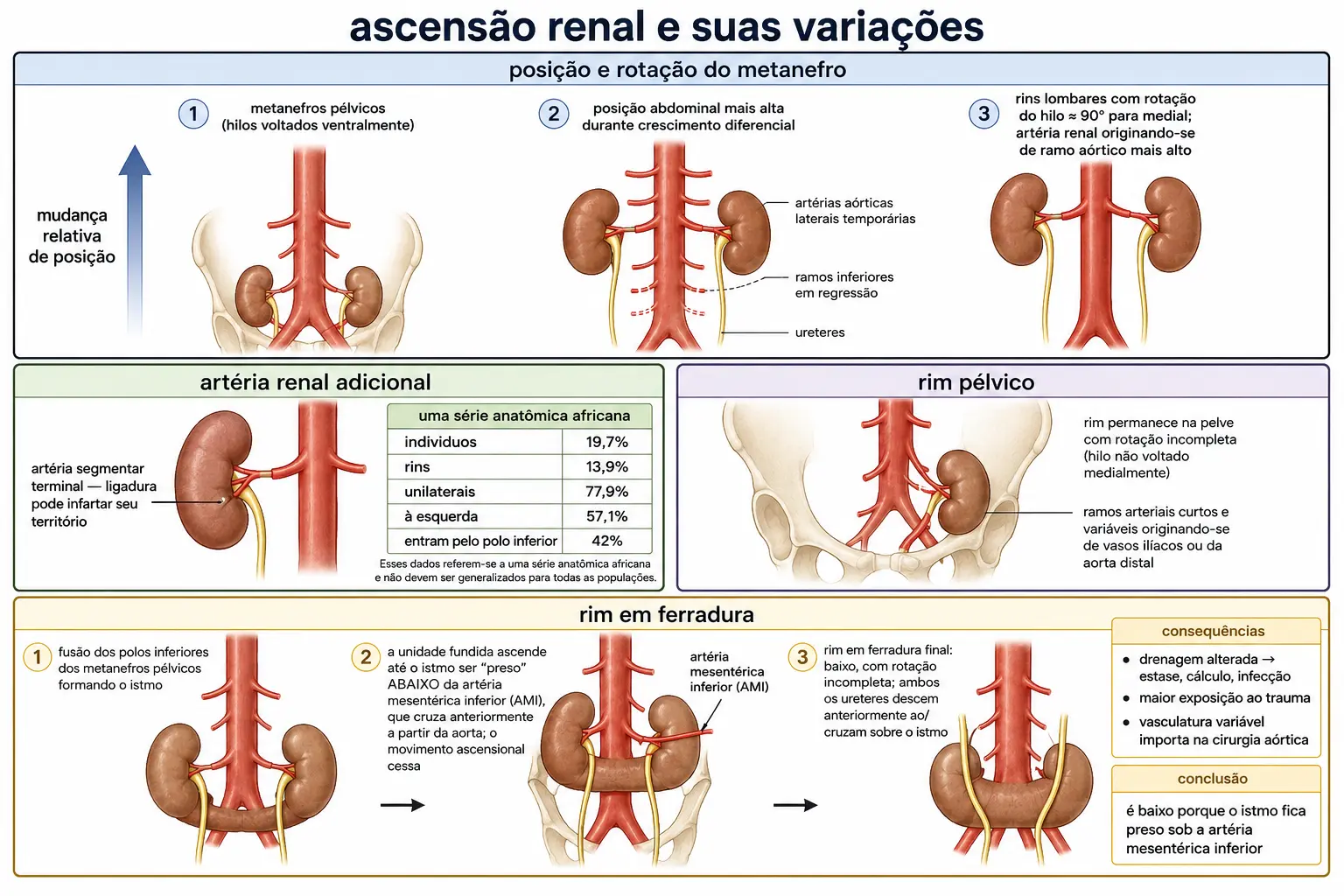 Ascensão e rotação do metanefro com os ramos aórticos sucessivos regredindo, o quadro da artéria renal acessória com seus percentuais, o rim pélvico, e a sequência do rim em ferradura preso sob a artéria mesentérica inferior.