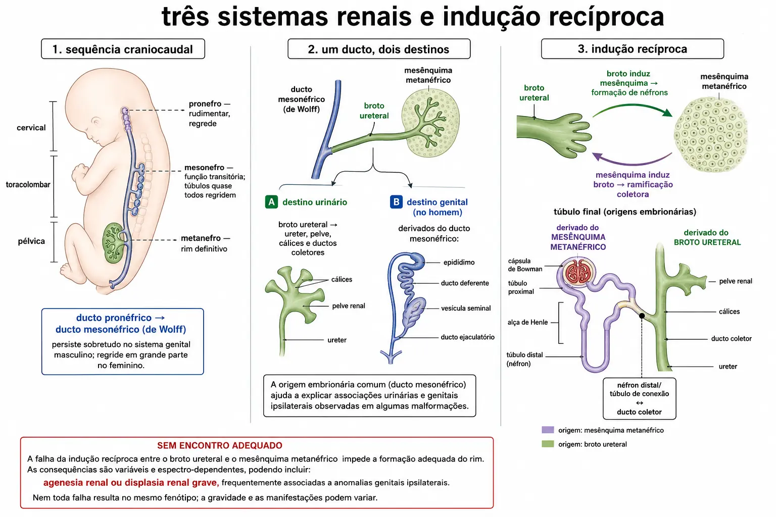 Os três rins sucessivos com o ducto mesonéfrico persistindo, seu destino duplo formando o broto ureteral e a via seminal masculina, e o esquema da indução recíproca entre broto e blastema com a fronteira entre as duas origens no túbulo distal.