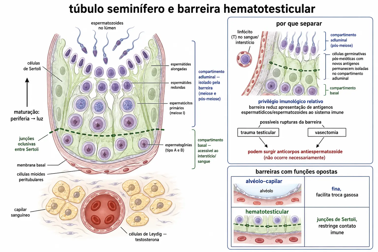 Corte do túbulo seminífero com células de Sertoli da membrana basal à luz, células germinativas em progressão, junções oclusivas dividindo compartimento basal e adluminal, células de Leydig no interstício, e painel explicando o privilégio imunológico e a formação de anticorpos após trauma ou vasectomia.