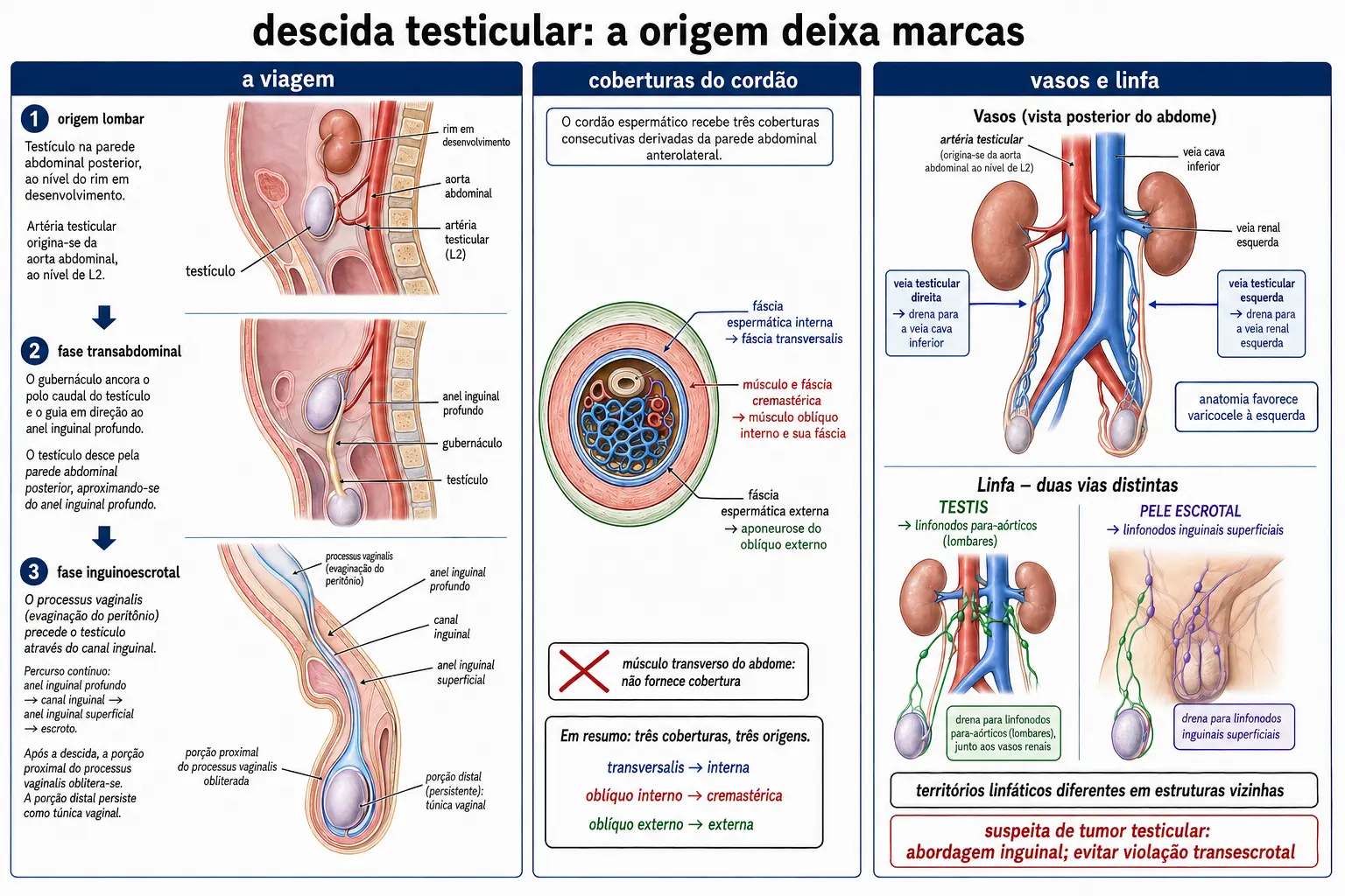 Três quadros da descida testicular da posição lombar ao escroto com gubernáculo e processo vaginal, corte do cordão espermático com cada camada ligada à camada da parede que a originou, e esquema das drenagens venosa e linfática mostrando testículo para linfonodos para-aórticos e pele escrotal para inguinais.