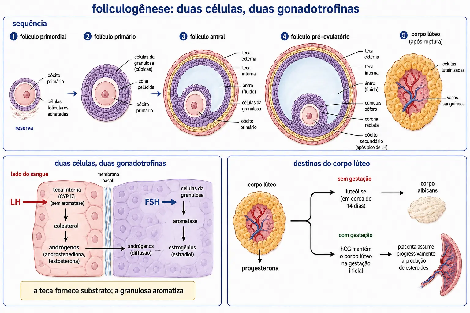 Sequência dos folículos primordial, primário, secundário antral e pré-ovulatório até o corpo lúteo, com o esquema da teca produzindo andrógenos sob LH e a granulosa convertendo-os em estrogênio pela aromatase sob FSH, e as duas saídas do corpo lúteo.