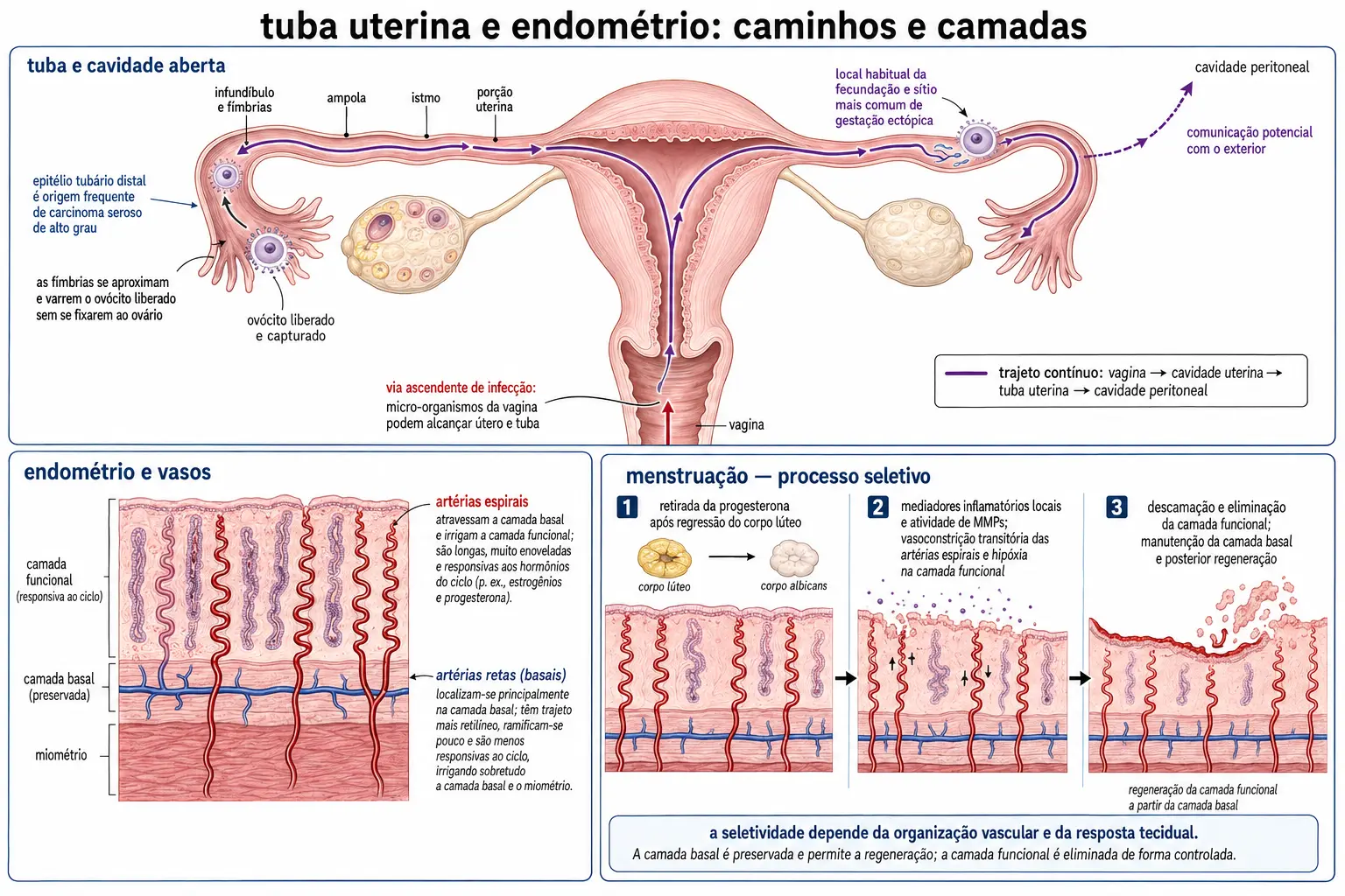 Útero e tubas com as quatro porções rotuladas, as fímbrias capturando o ovócito e o caminho contínuo da vagina à cavidade peritoneal, e abaixo o endométrio com artérias retas irrigando a basal e espiraladas a funcional, com a sequência da isquemia seletiva na menstruação.